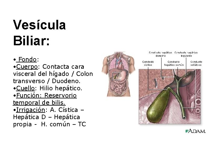 Vesícula Biliar: • Fondo: • Cuerpo: Contacta cara visceral del hígado / Colon transverso