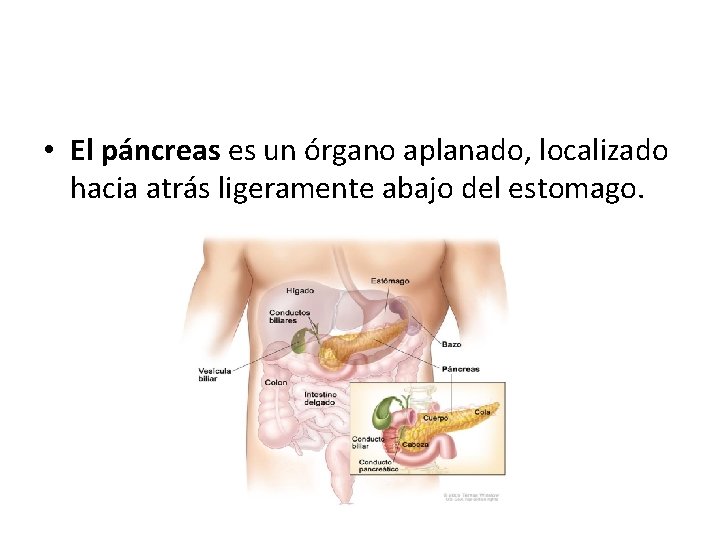 • El páncreas es un órgano aplanado, localizado hacia atrás ligeramente abajo del • El páncreas es un órgano aplanado, localizado hacia atrás ligeramente abajo del