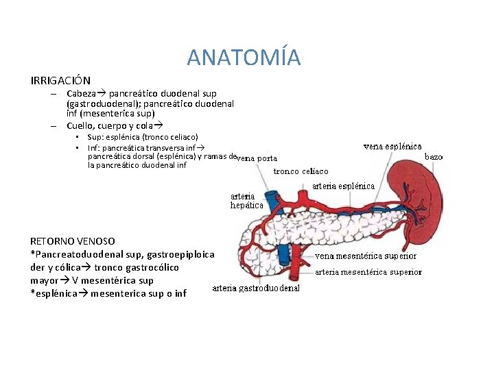 ANATOMÍA IRRIGACIÓN – Cabeza pancreático duodenal sup (gastroduodenal); pancreático duodenal inf (mesenterica sup) –