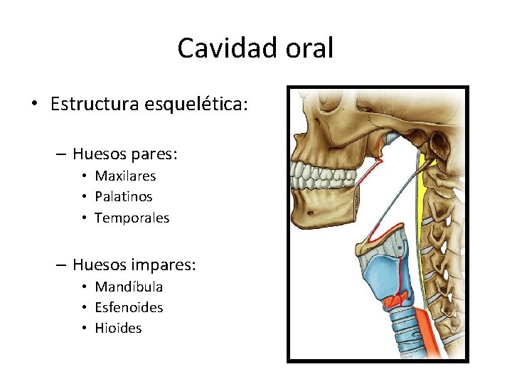 Cavidad oral • Estructura esquelética: – Huesos pares: • Maxilares • Palatinos • Temporales Cavidad oral • Estructura esquelética: – Huesos pares: • Maxilares • Palatinos • Temporales