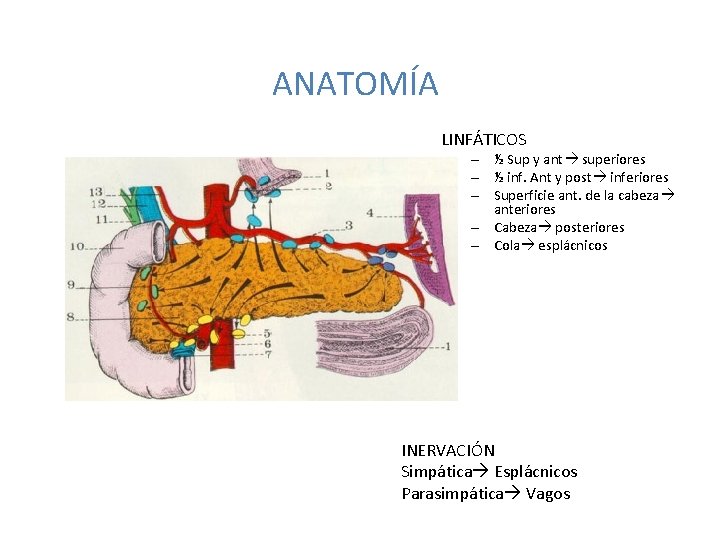 ANATOMÍA LINFÁTICOS – ½ Sup y ant superiores – ½ inf. Ant y post ANATOMÍA LINFÁTICOS – ½ Sup y ant superiores – ½ inf. Ant y post