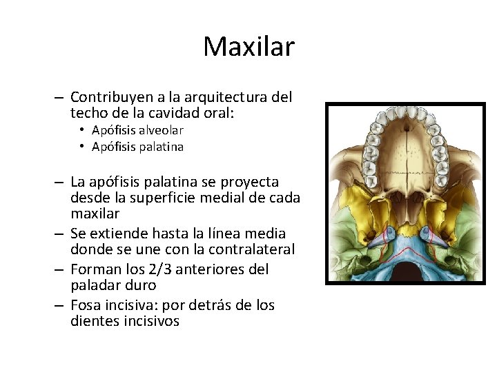 Maxilar – Contribuyen a la arquitectura del techo de la cavidad oral: • Apófisis