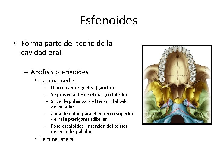 Esfenoides • Forma parte del techo de la cavidad oral – Apófisis pterigoides •