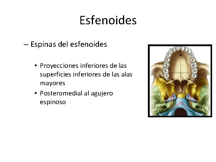 Esfenoides – Espinas del esfenoides • Proyecciones inferiores de las superficies inferiores de las