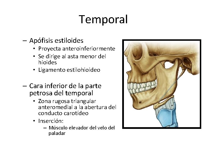 Temporal – Apófisis estiloides • Proyecta anteroinferiormente • Se dirige al asta menor del
