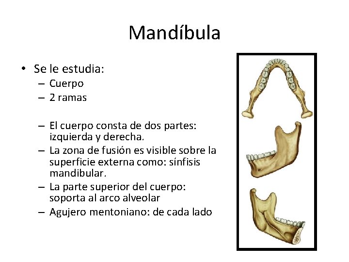 Mandíbula • Se le estudia: – Cuerpo – 2 ramas – El cuerpo consta