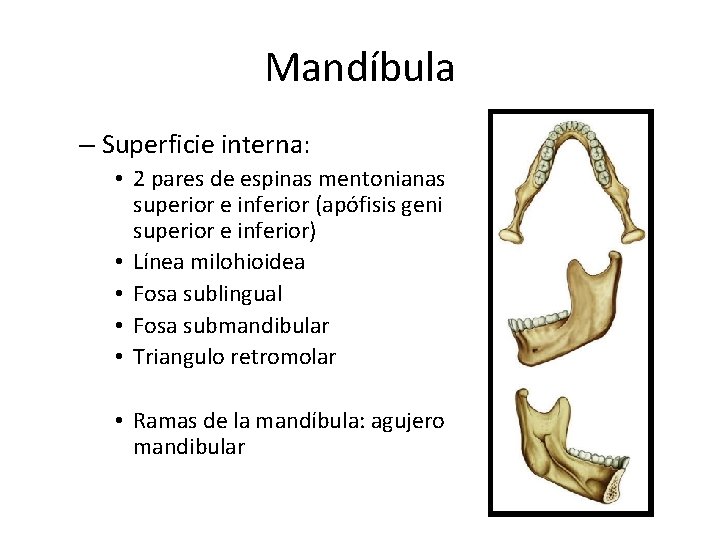 Mandíbula – Superficie interna: • 2 pares de espinas mentonianas superior e inferior (apófisis