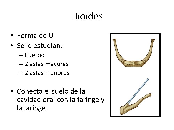 Hioides • Forma de U • Se le estudian: – Cuerpo – 2 astas