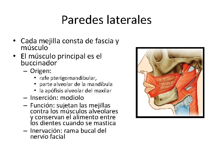 Paredes laterales • Cada mejilla consta de fascia y músculo • El músculo principal