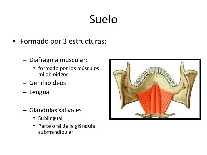 Suelo • Formado por 3 estructuras: – Diafragma muscular: • formado por los músculos