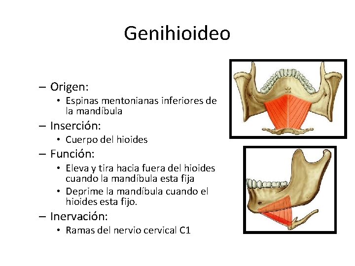 Genihioideo – Origen: • Espinas mentonianas inferiores de la mandíbula – Inserción: • Cuerpo