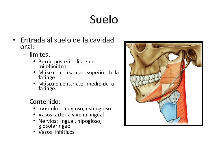 Suelo • Entrada al suelo de la cavidad oral: – limites: • Borde posterior