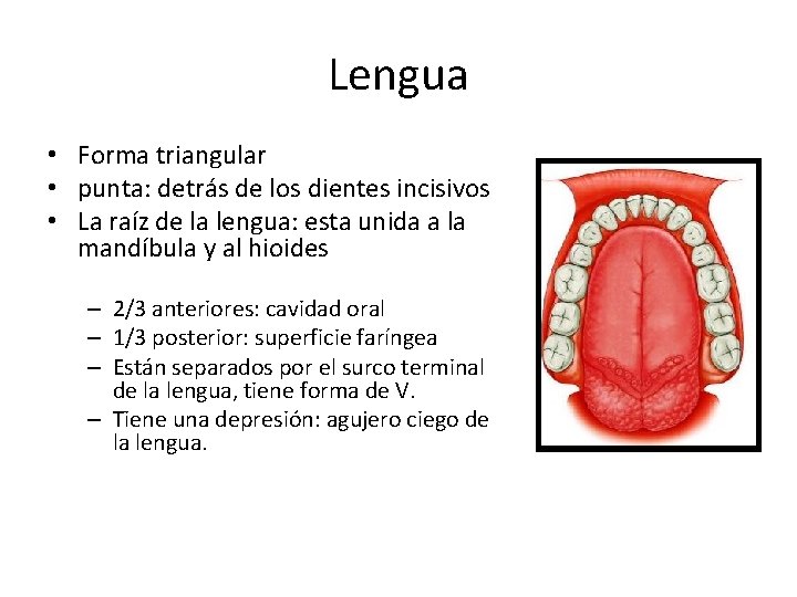 Lengua • Forma triangular • punta: detrás de los dientes incisivos • La raíz