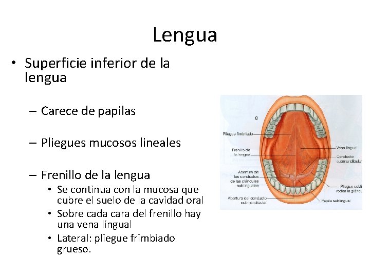 Lengua • Superficie inferior de la lengua – Carece de papilas – Pliegues mucosos