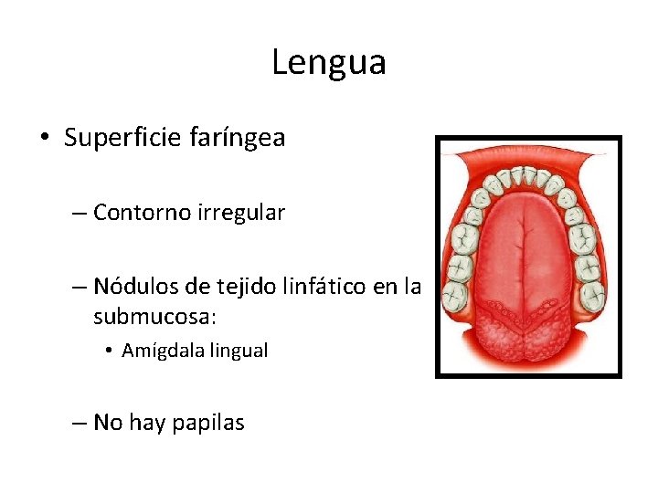 Lengua • Superficie faríngea – Contorno irregular – Nódulos de tejido linfático en la