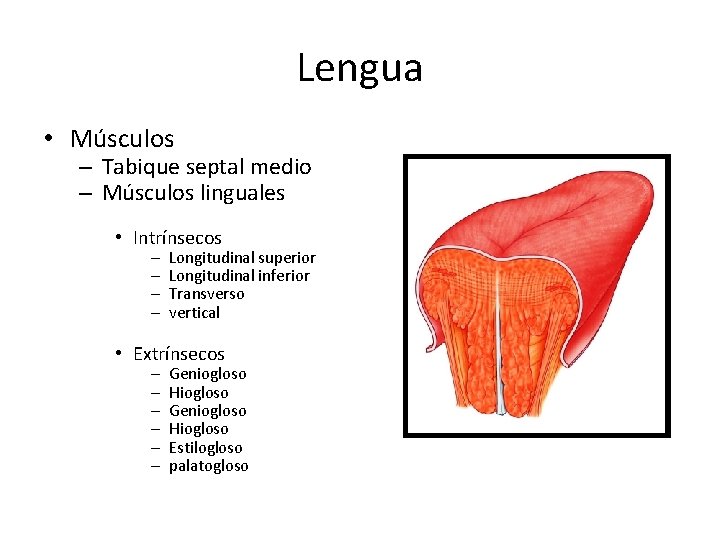 Lengua • Músculos – Tabique septal medio – Músculos linguales • Intrínsecos – –