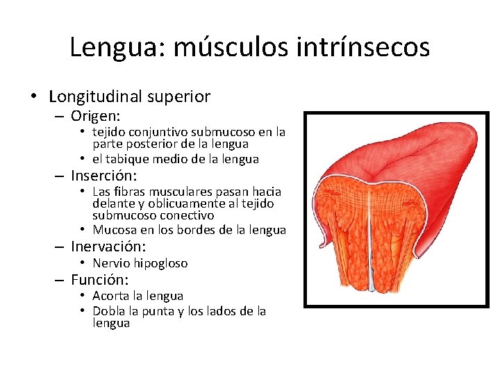 Lengua: músculos intrínsecos • Longitudinal superior – Origen: • tejido conjuntivo submucoso en la