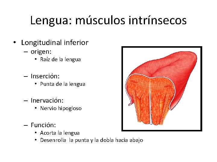 Lengua: músculos intrínsecos • Longitudinal inferior – origen: • Raíz de la lengua –
