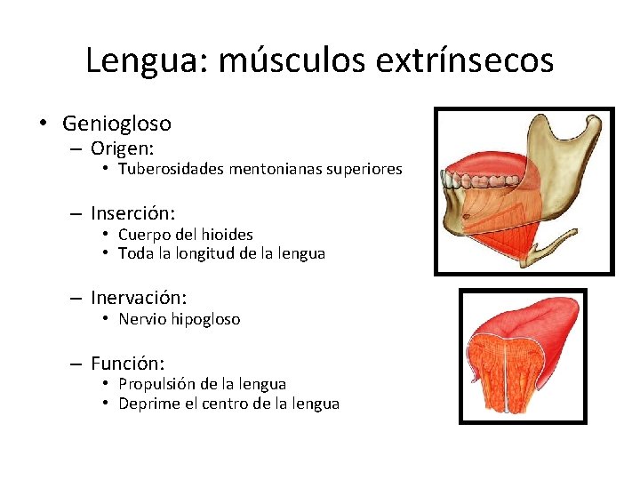 Lengua: músculos extrínsecos • Geniogloso – Origen: • Tuberosidades mentonianas superiores – Inserción: • Lengua: músculos extrínsecos • Geniogloso – Origen: • Tuberosidades mentonianas superiores – Inserción: •