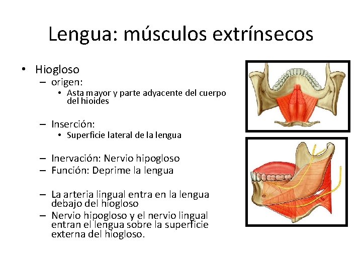 Lengua: músculos extrínsecos • Hiogloso – origen: • Asta mayor y parte adyacente del Lengua: músculos extrínsecos • Hiogloso – origen: • Asta mayor y parte adyacente del