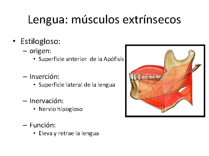 Lengua: músculos extrínsecos • Estilogloso: – origen: • Superficie anterior de la Apófisis estiloides