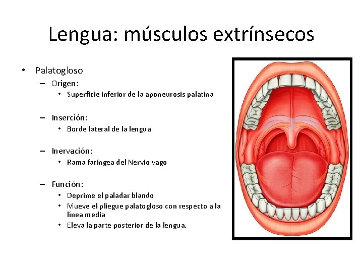 Lengua: músculos extrínsecos • Palatogloso – Origen: • Superficie inferior de la aponeurosis palatina Lengua: músculos extrínsecos • Palatogloso – Origen: • Superficie inferior de la aponeurosis palatina