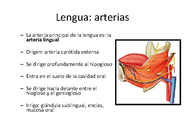 Lengua: arterias – La arteria principal de la lengua es: la arteria lingual –