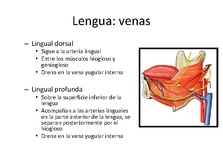 Lengua: venas – Lingual dorsal • Sigue a la arteria lingual • Entre los