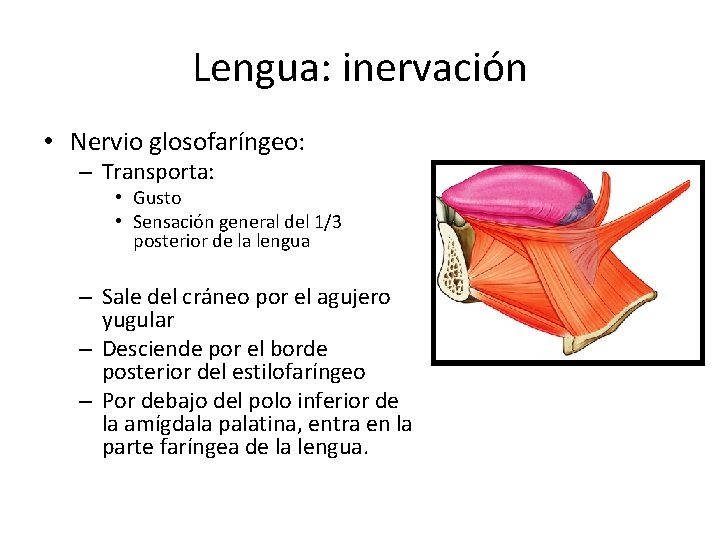 Lengua: inervación • Nervio glosofaríngeo: – Transporta: • Gusto • Sensación general del 1/3 Lengua: inervación • Nervio glosofaríngeo: – Transporta: • Gusto • Sensación general del 1/3