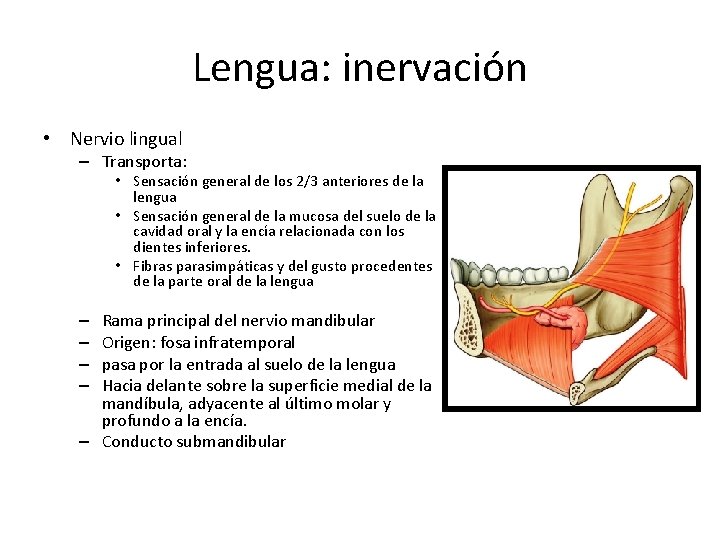 Lengua: inervación • Nervio lingual – Transporta: • Sensación general de los 2/3 anteriores