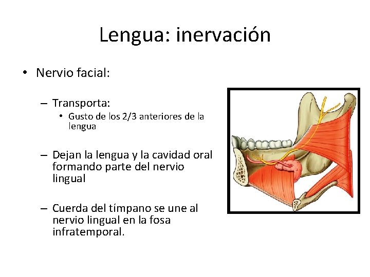 Lengua: inervación • Nervio facial: – Transporta: • Gusto de los 2/3 anteriores de Lengua: inervación • Nervio facial: – Transporta: • Gusto de los 2/3 anteriores de