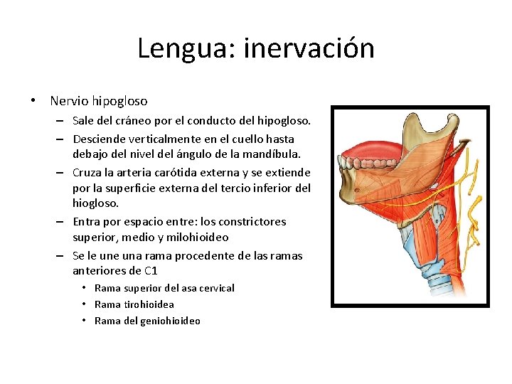 Lengua: inervación • Nervio hipogloso – Sale del cráneo por el conducto del hipogloso.