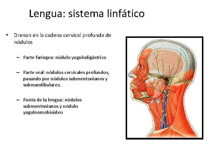 Lengua: sistema linfático • Drenan en la cadena cervical profunda de nódulos – Parte