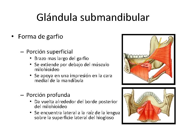 Glándula submandibular • Forma de garfio – Porción superficial • Brazo mas largo del