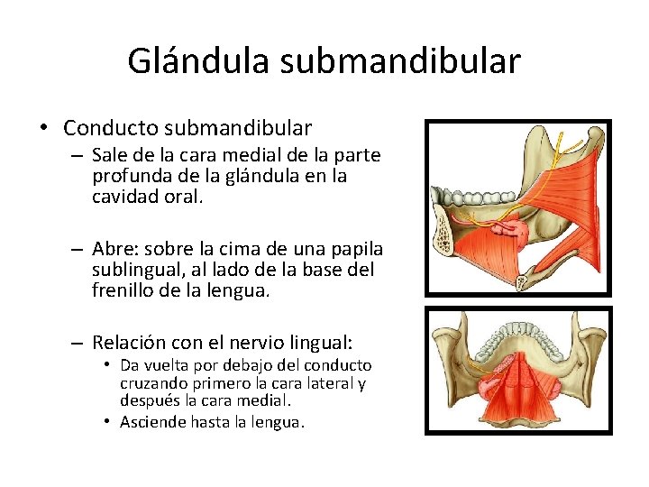 Glándula submandibular • Conducto submandibular – Sale de la cara medial de la parte