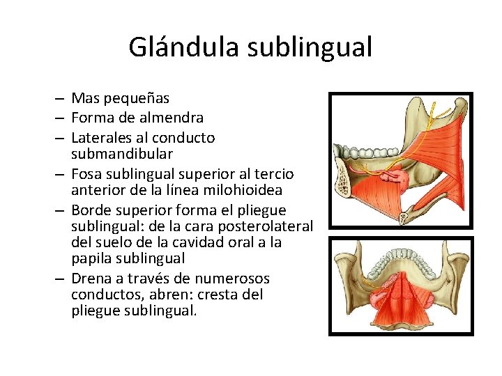 Glándula sublingual – Mas pequeñas – Forma de almendra – Laterales al conducto submandibular