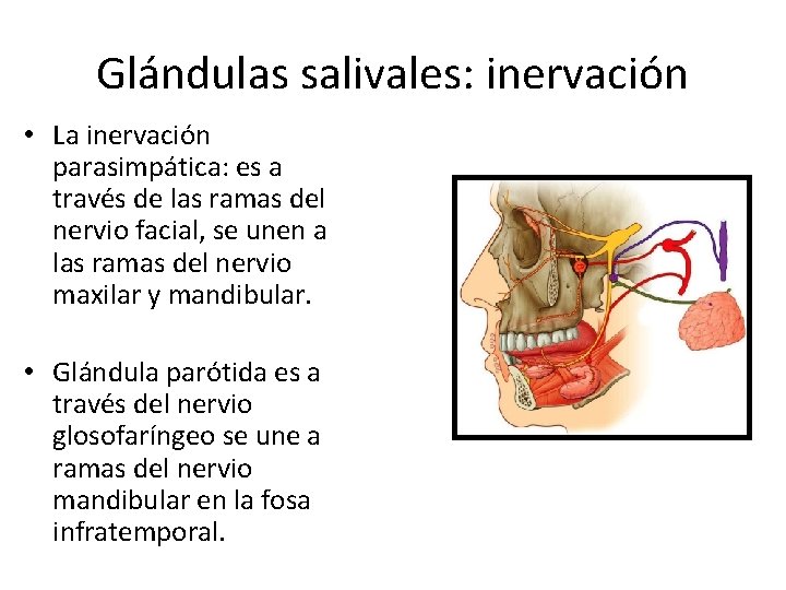Glándulas salivales: inervación • La inervación parasimpática: es a través de las ramas del Glándulas salivales: inervación • La inervación parasimpática: es a través de las ramas del