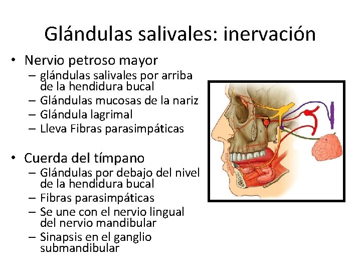 Glándulas salivales: inervación • Nervio petroso mayor – glándulas salivales por arriba de la