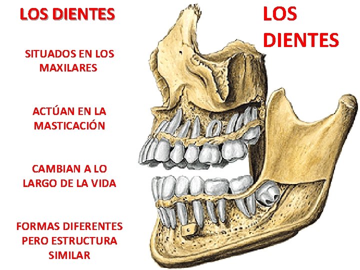 LOS DIENTES SITUADOS EN LOS MAXILARES ACTÚAN EN LA MASTICACIÓN CAMBIAN A LO LARGO LOS DIENTES SITUADOS EN LOS MAXILARES ACTÚAN EN LA MASTICACIÓN CAMBIAN A LO LARGO