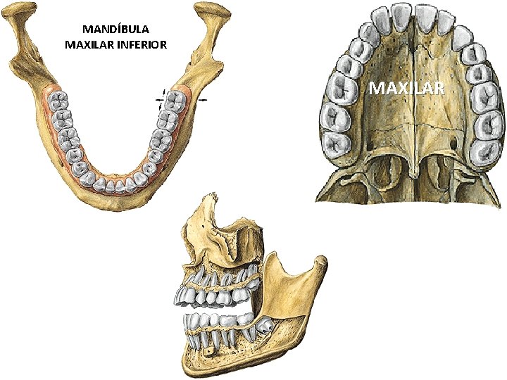 MANDÍBULA MAXILAR INFERIOR MAXILAR 