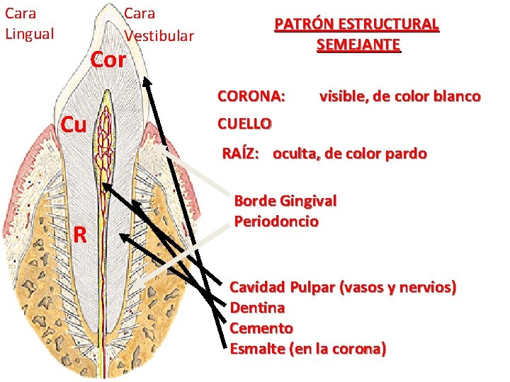 Cara Vestibular Cara Lingual PATRÓN ESTRUCTURAL SEMEJANTE Cor CORONA: Cu visible, de color blanco