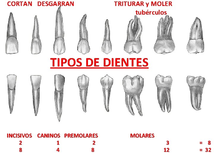 CORTAN DESGARRAN TRITURAR y MOLER tubérculos TIPOS DE DIENTES INCISIVOS CANINOS PREMOLARES 2 1