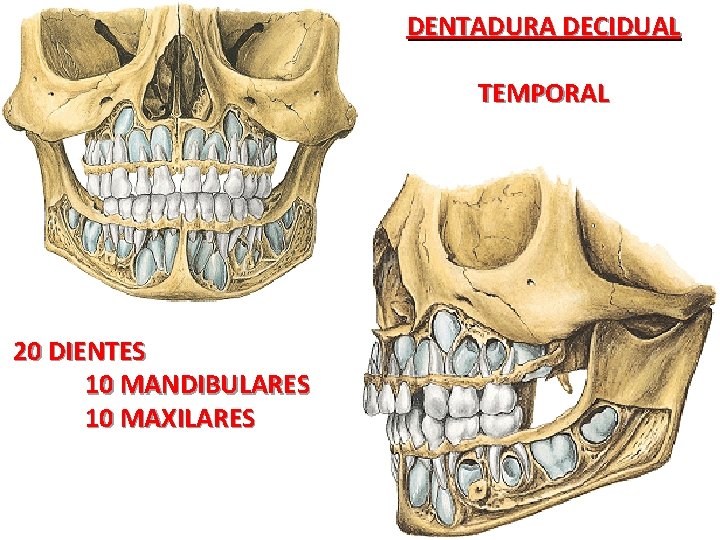 DENTADURA DECIDUAL TEMPORAL 20 DIENTES 10 MANDIBULARES 10 MAXILARES DENTADURA DECIDUAL TEMPORAL 20 DIENTES 10 MANDIBULARES 10 MAXILARES