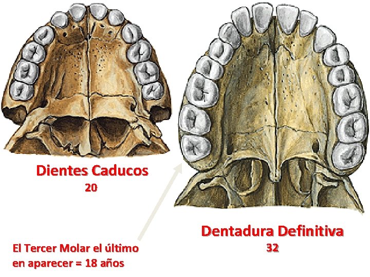 Dientes Caducos 20 El Tercer Molar el último en aparecer = 18 años Dentadura Dientes Caducos 20 El Tercer Molar el último en aparecer = 18 años Dentadura