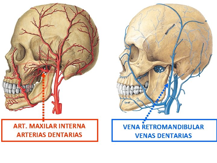 ART. MAXILAR INTERNA ARTERIAS DENTARIAS VENA RETROMANDIBULAR VENAS DENTARIAS ART. CARÓTIDA EXTERNA VENA YUGULAR