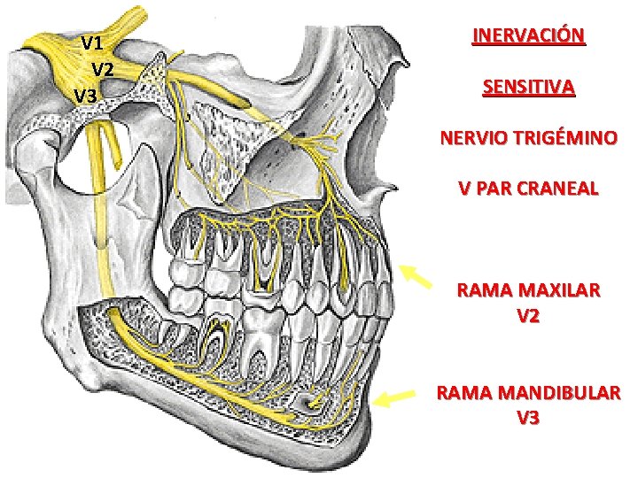 V 1 V 2 V 3 INERVACIÓN SENSITIVA NERVIO TRIGÉMINO V PAR CRANEAL RAMA