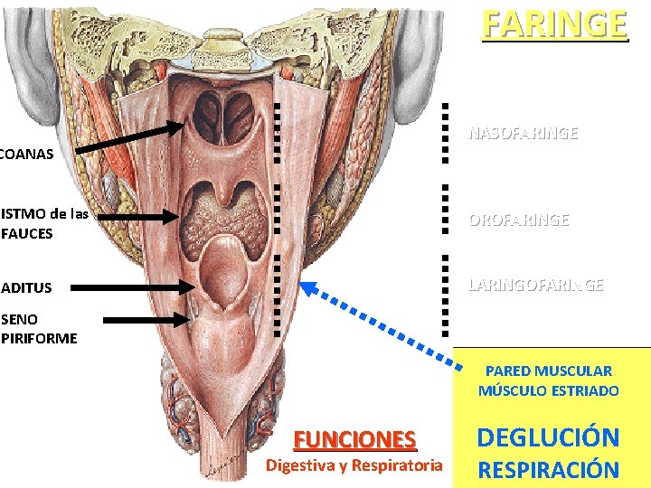 FARINGE Desde la Base del Cráneo a la VIª Vértebra Cervical NASOFARINGE COANAS ISTMO