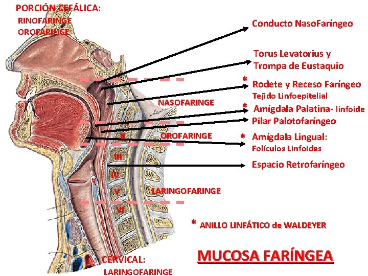 PORCIÓN CEFÁLICA: RINOFARINGE OROFARINGE Conducto Naso. Faríngeo Torus Levatorius y Trompa de Eustaquio *