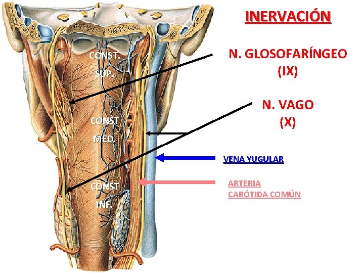 INERVACIÓN SUP. N. GLOSOFARÍNGEO (IX) CONST N. VAGO (X) CONST. MED. VENA YUGULAR CONST INERVACIÓN SUP. N. GLOSOFARÍNGEO (IX) CONST N. VAGO (X) CONST. MED. VENA YUGULAR CONST