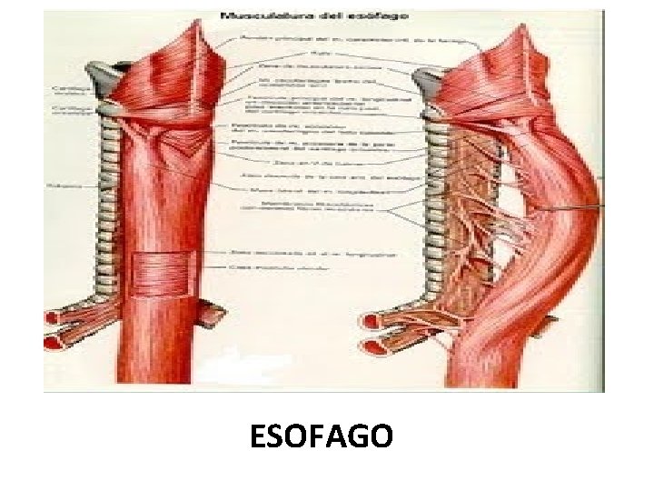 ESOFAGO 